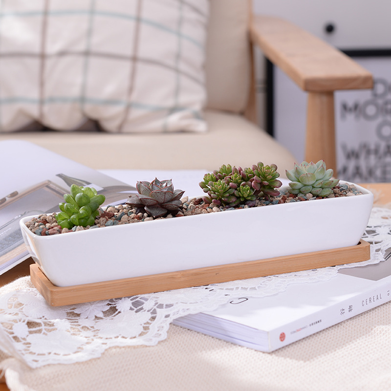 Bonsai Tree Zen Garden - Lange rechthoekige witte keramische succulente plantenbak