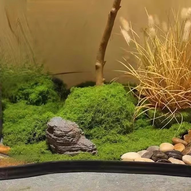 200g Eeuwig leven mos DIY amba - Landscape Bonsai Garden recensie en prijs