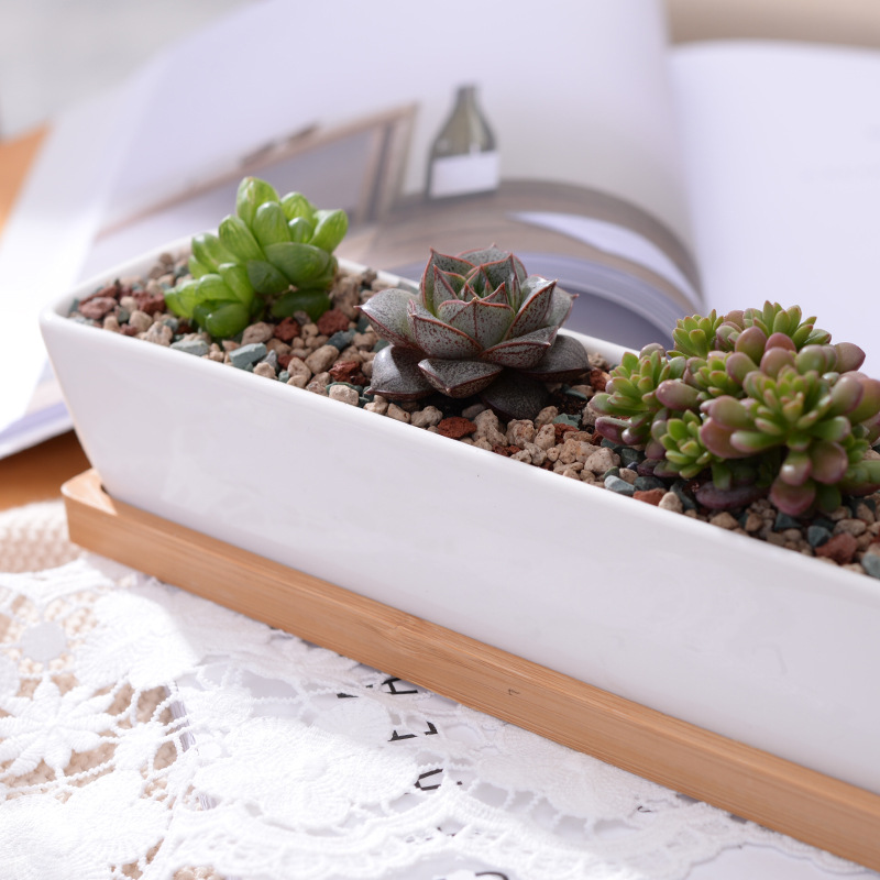 Lange rechthoekige witte keram - Bonsai Tree Zen Garden recensie en prijs