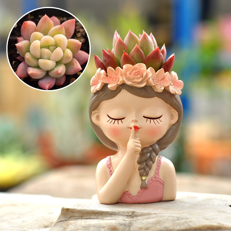 Fairy Succulent Bloempot Deskt - Bonsai Tree Zen Garden recensie en prijs